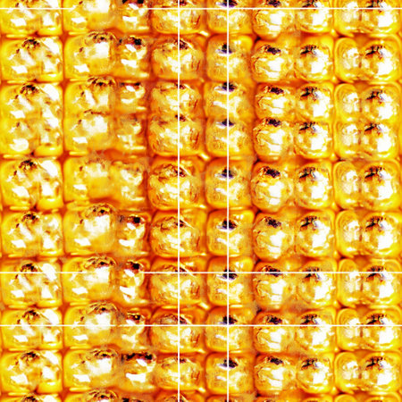 background of the sweet corn in the form of a grid of squaresの素材