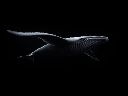 Whale isolated on a black background. Black and white image.の素材