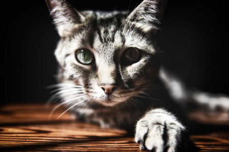 Cat In Meridaの写真素材