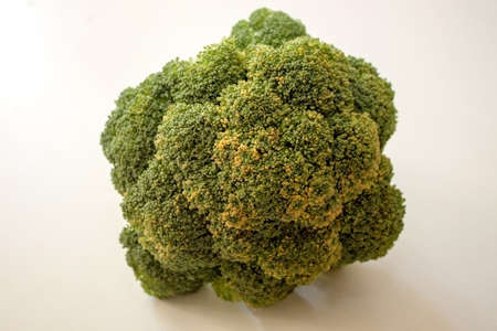 Big broccoli on a white backgroundの写真素材