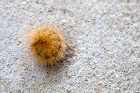 Caterpillars curled up on the concreteの写真素材