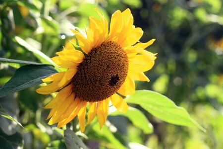 The sunflower on the sunflower gardenの写真素材