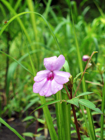 Orchid flower that stands alone in the middle of the leaves. Orchids have a bright purple color that is very pleasing to the eyeの写真素材