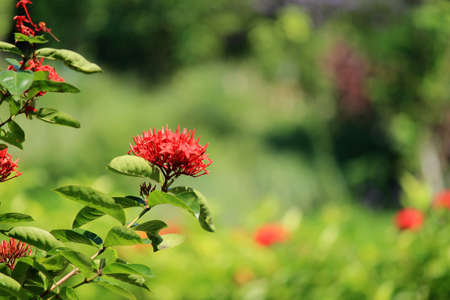This red flower is a figure that stands out around it with a striking red colorの写真素材