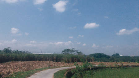 Down the village road, which is still around the bush and rice fields