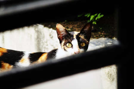The cat who walked slowly then turned his head as the camera took a picture. With her sharp eyes she stared directly at the cameraの写真素材