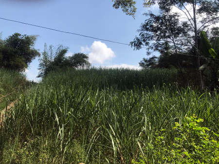 The bushes around the countryside sometimes make things a little coolerの写真素材