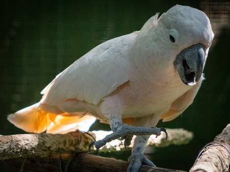 Cacatua is a genus of cockatoos found from the Philippines and Wallacea east to the Solomon Islands...