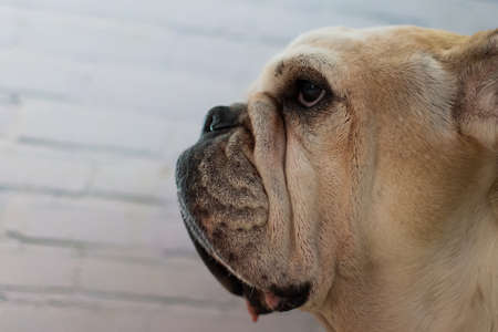 Bulldog in front of a white wallの写真素材