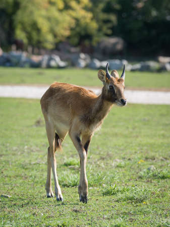 The Nile lechwe or Mrs Gray's lechwe (Kobus megaceros) is an endangered species of antelope found in swamps and grasslands in South Sudan and Ethiopiaの写真素材