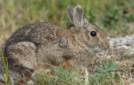 The European rabbit or common rabbit is a species of rabbit native to southwestern Europe and northwest Africaの写真素材