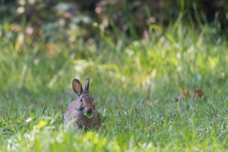 The European rabbit or common rabbit is a species of rabbit native to southwestern Europe and...