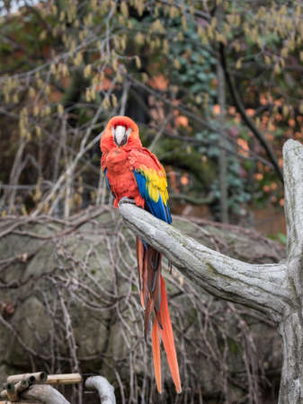 The red-and-green macaw (Ara chloropterus), also known as the green-winged macaw, is a large, mostly-red macaw of the Ara genusの写真素材