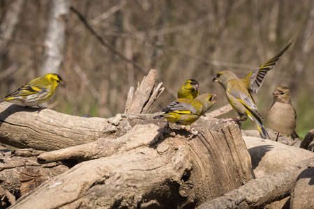 The European greenfinch, or just greenfinch (Chloris chloris), is a small passerine bird in the finch family Fringillidaeの写真素材