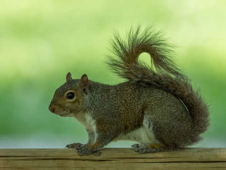 Gray squirrel in profile on a wooden fence, rolled up tail, light green background. Horizontal...