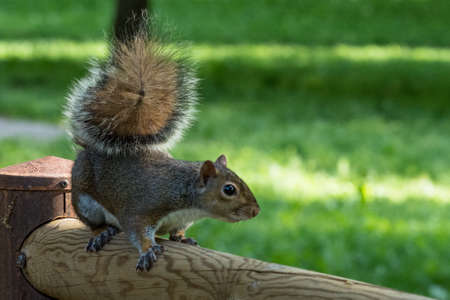 gray squirrel in front of a tree eats a hazelnut holding it with paws, frontal portrait, background with blurry trees and grass, horizontal image. Visible queue.の写真素材