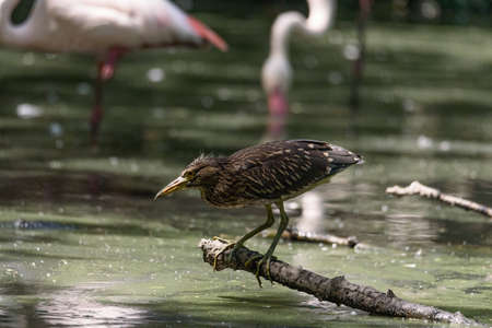 A little bittern resting on a branch in a pond, horizontal imageの写真素材