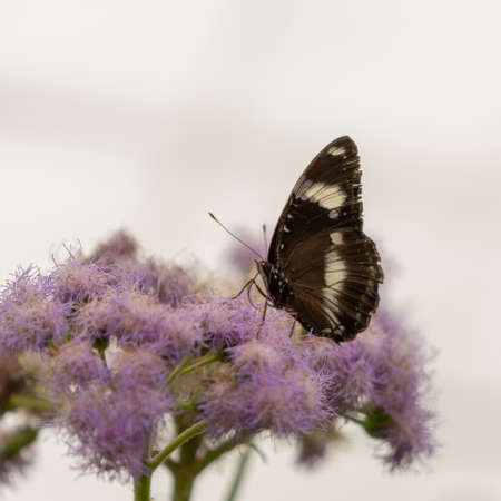 Butterfly with brown wings resting on a lilac flower, macro photography of insectsの写真素材