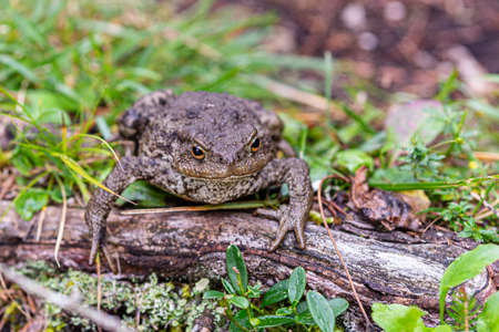 Close up shot of a large toad resting on a wooden trunk, common toad, European toadの写真素材