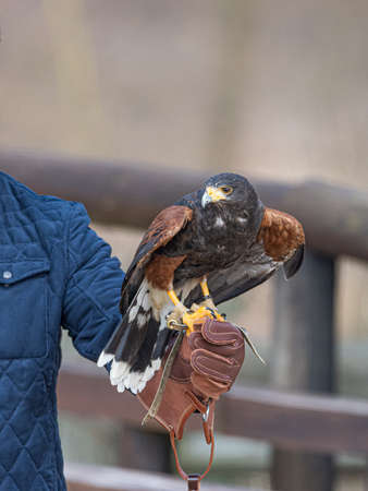 Harris's hawk formerly known as the bay-winged hawk or dusky hawk laid on a falconer's gloveの写真素材
