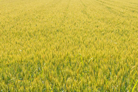 Expanse of wheat in a field under the spring sun, multitude of green ears