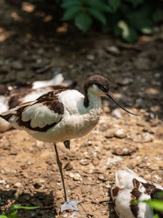 Avocet walks near a lake, European bird of small to medium sizeの写真素材