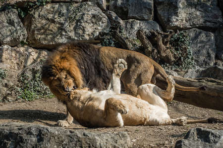 the bite of the male lionの写真素材