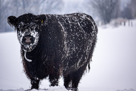 A Galloway cattle stands on a snowy meadow. In the fur of the animal is the frozen snow