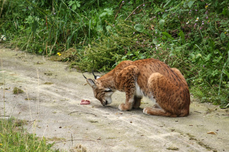 This lynx was photographed in an animal enclosure. He lurks tensely in front of his preyの写真素材