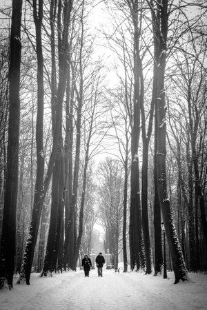Two people are walking along a snowy avenue. The snow still clinging to the trees.の写真素材