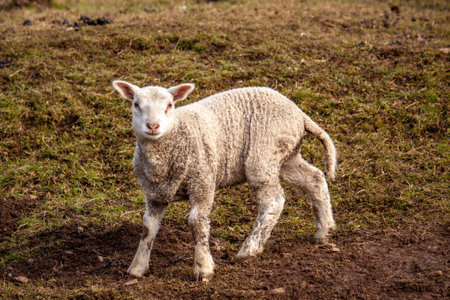 a cute little sheep in his pasture. In the background a wire mesh fence