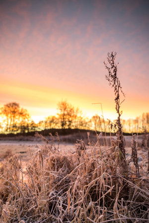 very colorful sunrise at a pasture in frosty temperatures. The sky literally glowsの写真素材