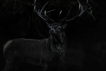 In the rutting season this stag shows his powerful antlersの写真素材