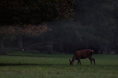in a foggy clearing a young deer grazes at dawnの写真素材