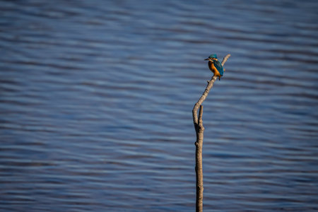 A kingfisher looks out for prey while sitting quietly on a branchの写真素材