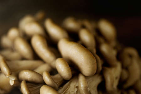 Oyster mushrooms branched on wooden desk toned selective focusの写真素材