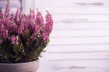 Heather flowers in gray flowerpot. Wooden louvers background. Toned photo. Space for text.の写真素材