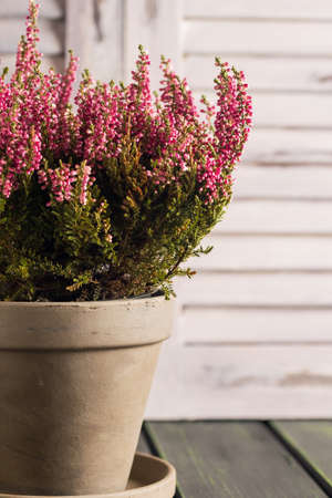 Heather flowers in gray flowerpot. Wooden louvers background. Toned photo. Space for text.の写真素材