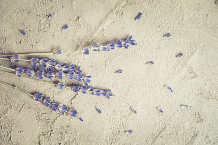 Dried lavender flowers on concrete desk. Space for text. Provence.の写真素材