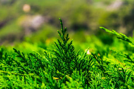Santa Clotilde Gardens in summer. Spain holidays. Historical parks.の写真素材