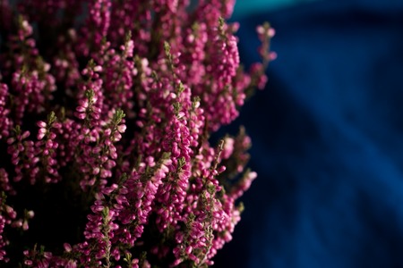 Heather flowers in gray flowerpot. Space for text. Rustic style. Flowers in their bloom.の写真素材