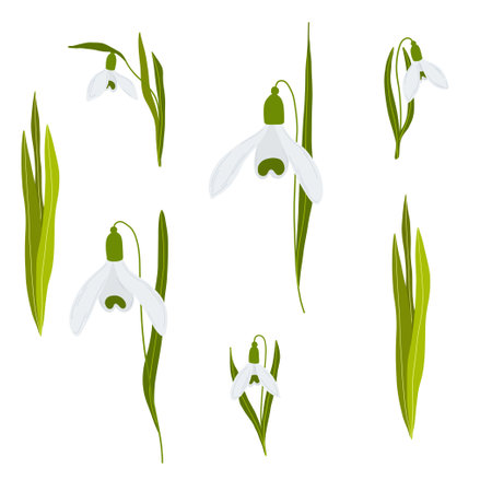 Snowdrop flowers set spring illustration.のイラスト素材