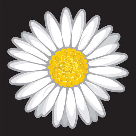 Daisy flower isolated on blackのイラスト素材