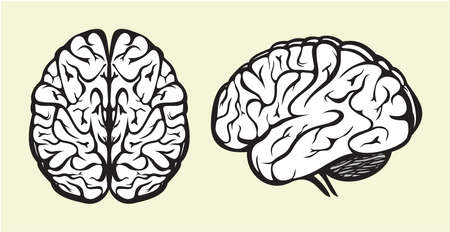 human brainのイラスト素材