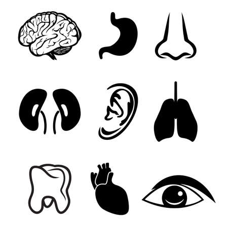 organs icon setのイラスト素材