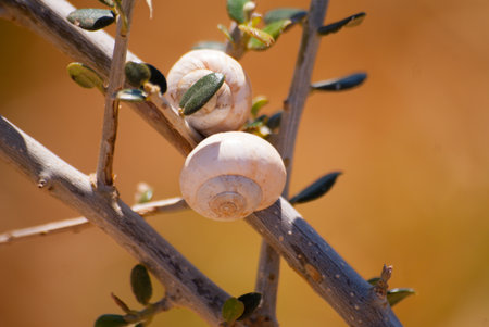Closed snails on branches and stones close-up in natural colors. Macroの写真素材
