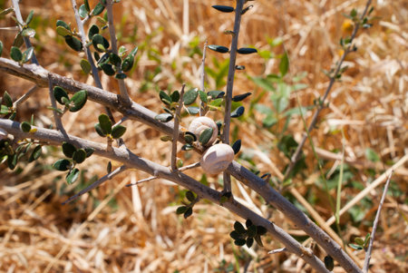 Closed snails on branches and stones close-up in natural colors. Macroの写真素材