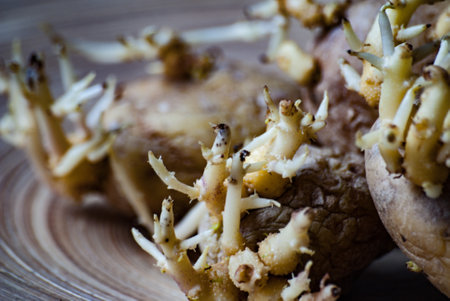 Old wrinkled sprouted potatoes on a wooden surface. Overconsumption and waste of food.の写真素材
