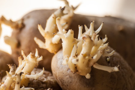 Old wrinkled sprouted potatoes on a wooden surface. Overconsumption and waste of food.の写真素材