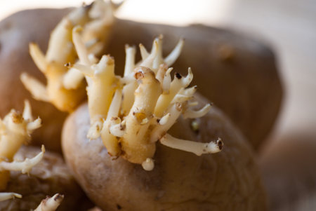 Old wrinkled sprouted potatoes on a wooden surface. Overconsumption and waste of food.の写真素材